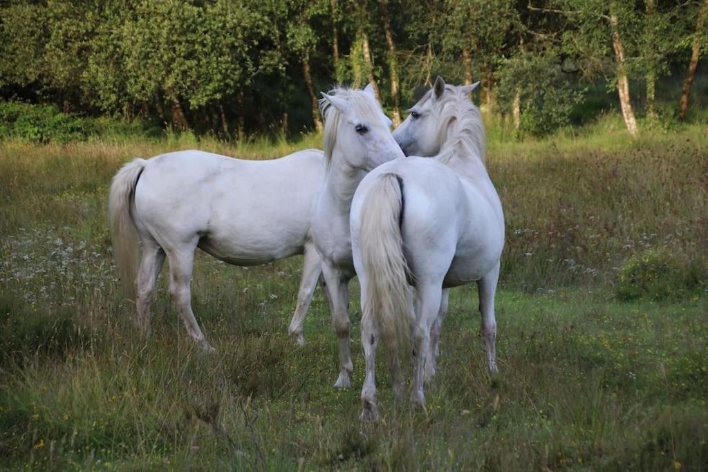 La Petite Bretonne Villa Plounerin Buitenkant foto